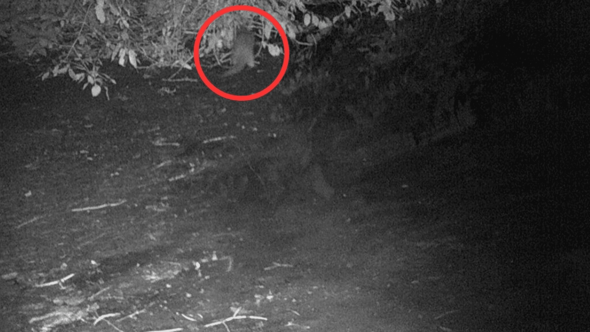 Bronx River Welcomes First Otter in a Century