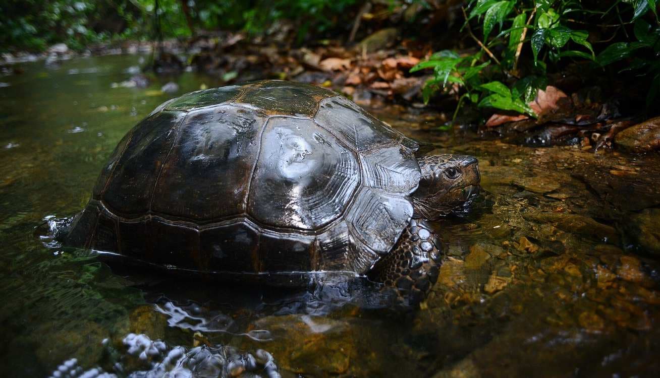Villagers become unlikely heroes for giant tortoises