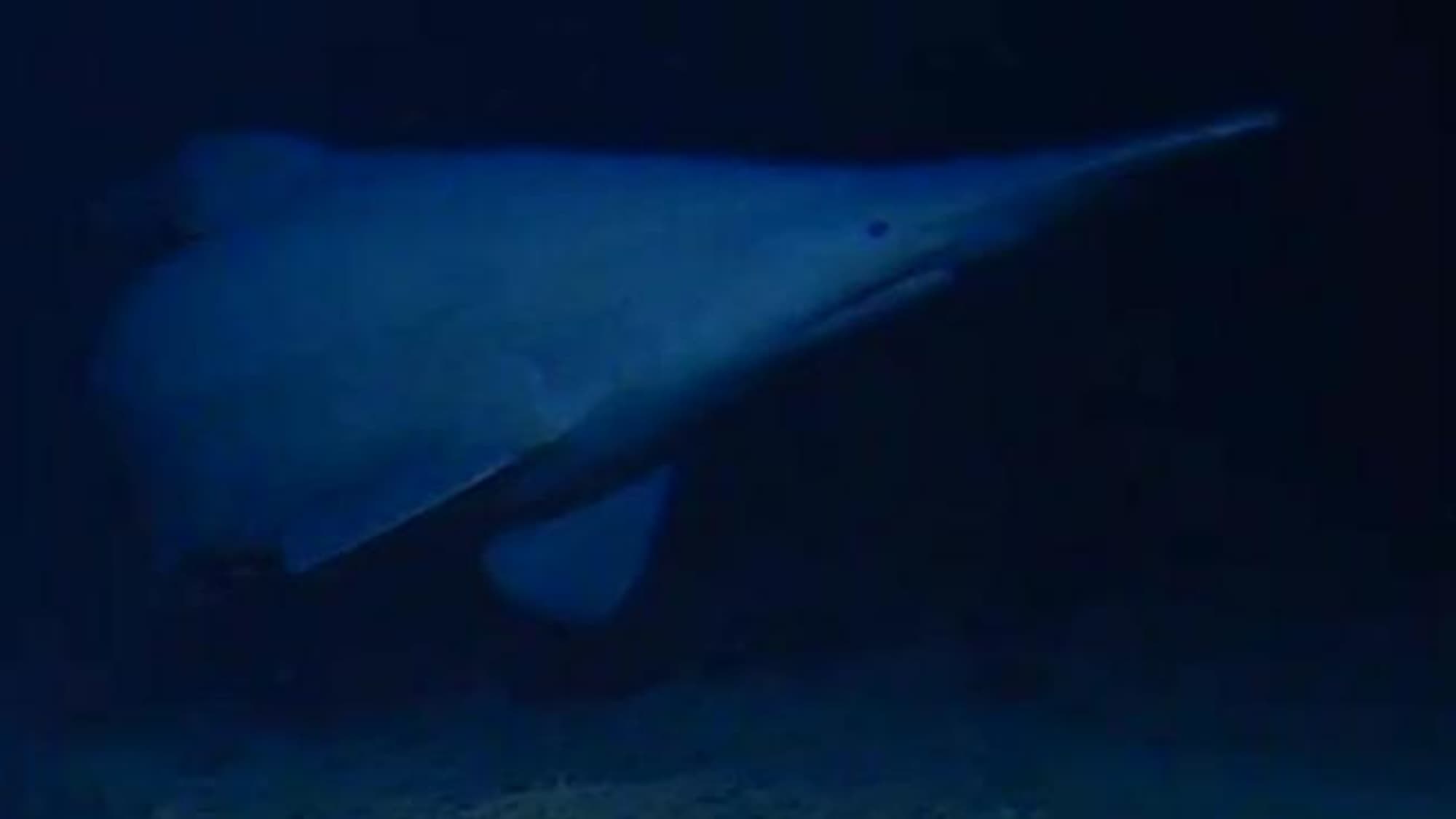 Goblin Shark Spotted Deeper Than Scientists Ever Imagined
