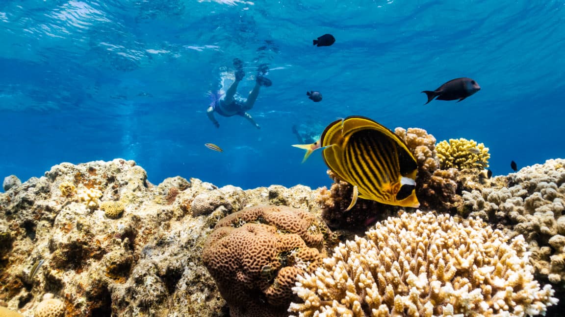 Scientists Hunt Heat-Resistant Corals Before It's Too Late