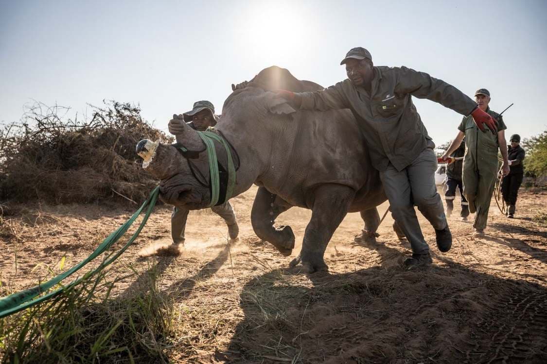 Mozambique's Rhino Population Returns After Decades of Loss