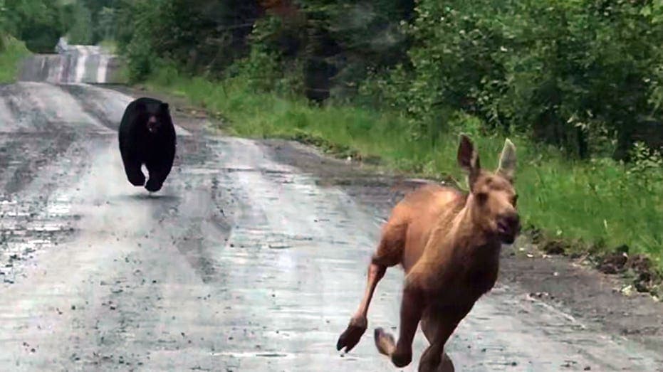 Maine man rescues moose calf from charging bear
