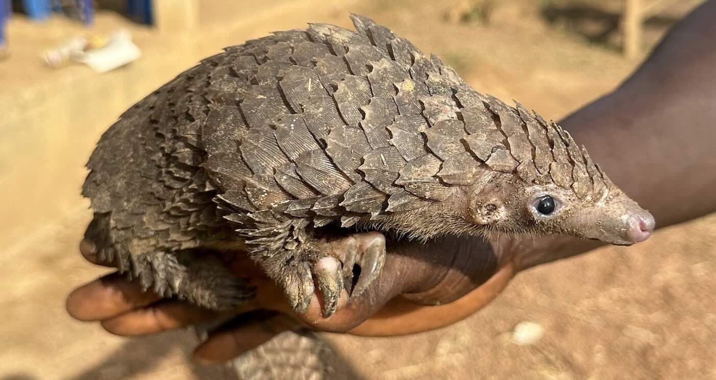 Animal DNA Unmasks Global Wildlife Trafficking Networks