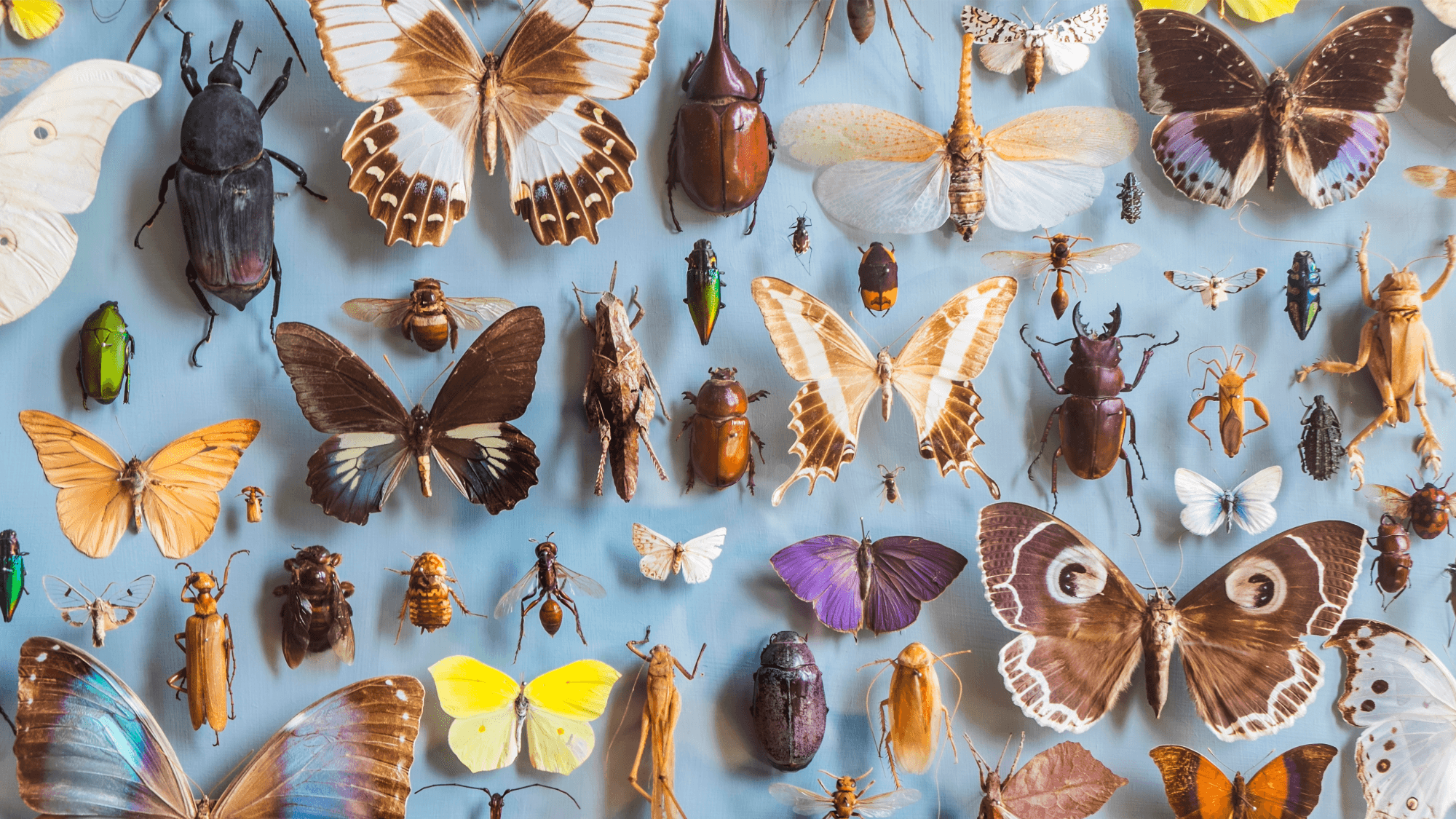 Earth's insect population explodes: 14 to 20 million species