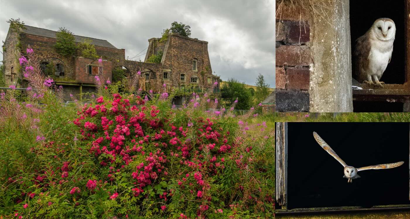 Nature Reclaims Abandoned Coal Mine, Owls Thrive Inside