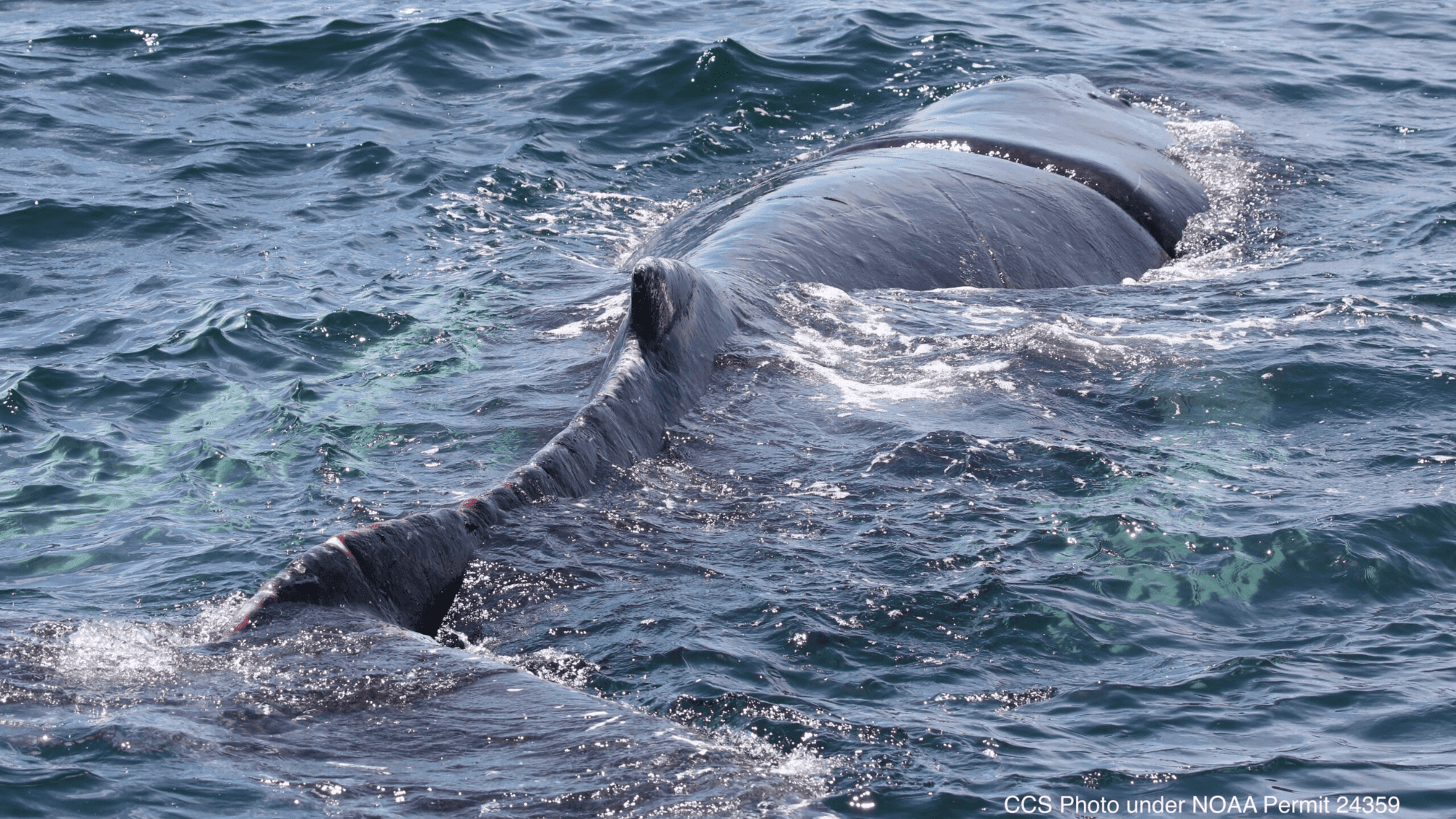 Heroic Rescue Frees Young Whale from Fishing Line