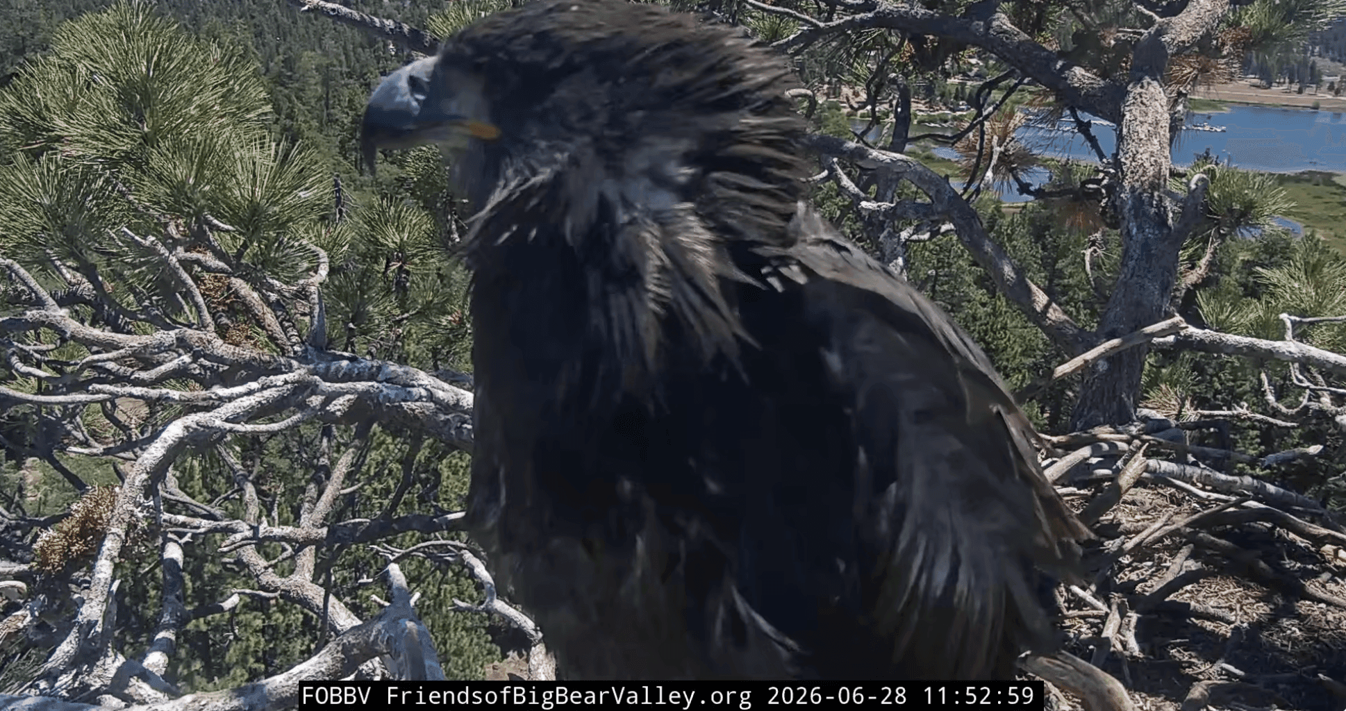 Fledgling Takes a Tumble, Parents Rush to Rescue