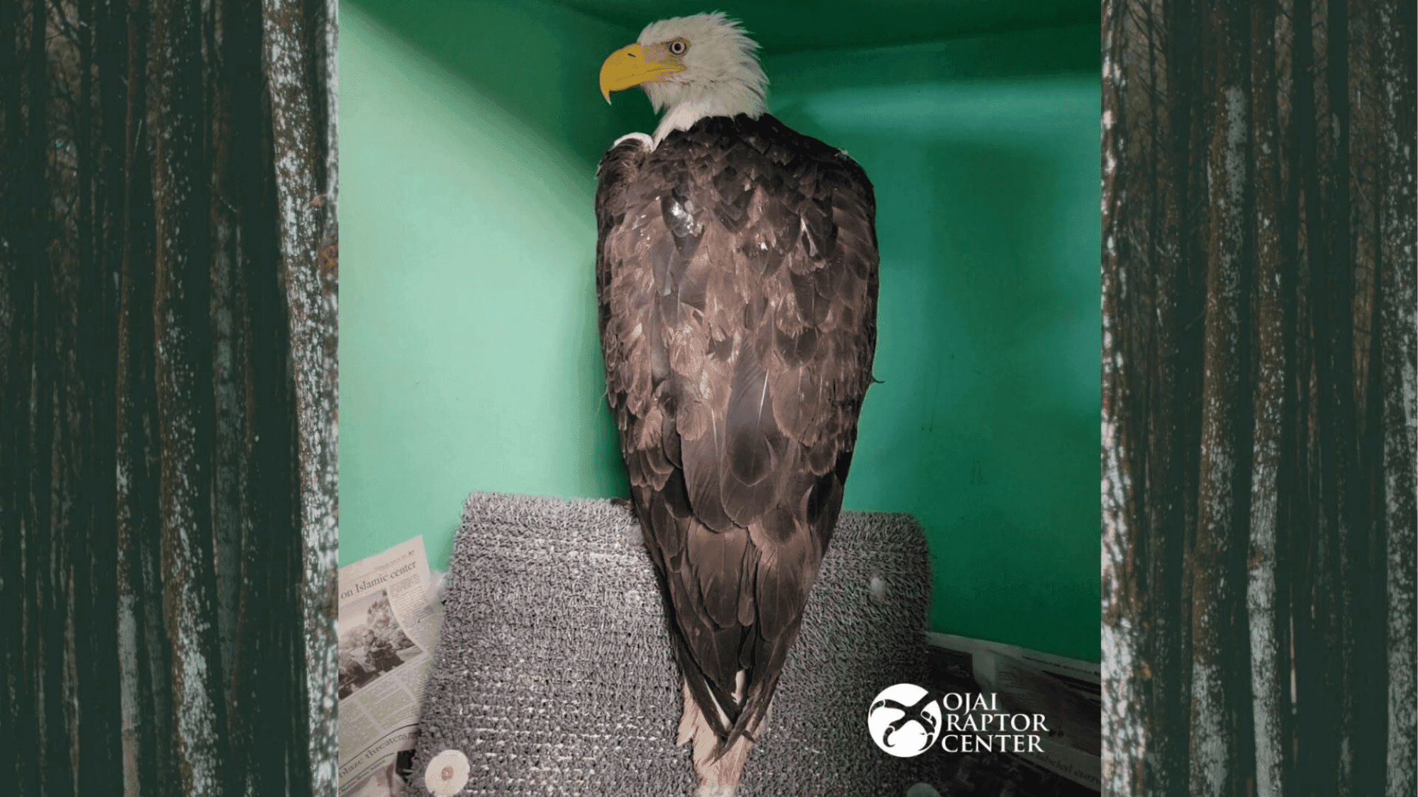 Beloved Bald Eagle Jackie Recovers in Ojai Sanctuary