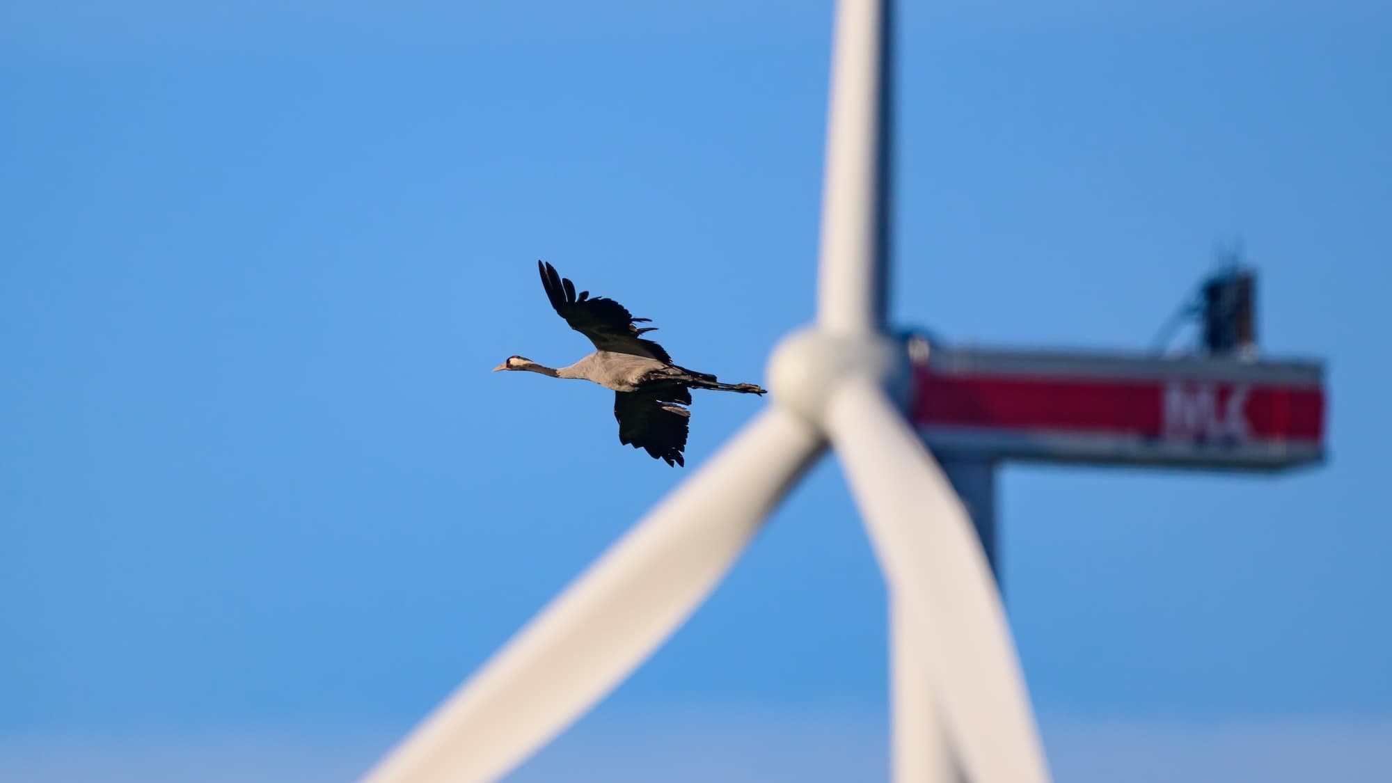 Snake-striped turbines trick birds into flying safely past