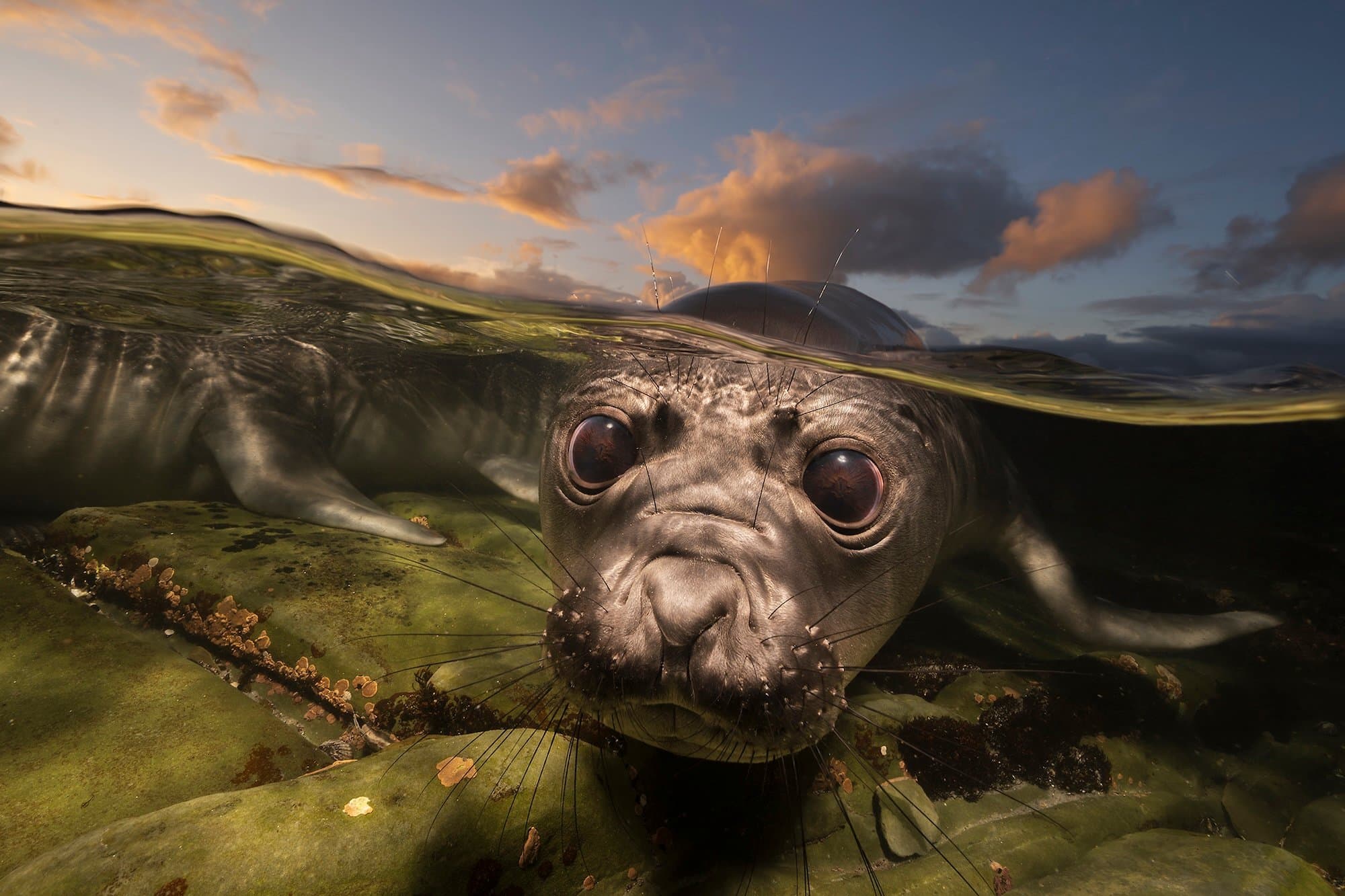 Ocean's Most Stunning Photos: Meet This Year's Finalists
