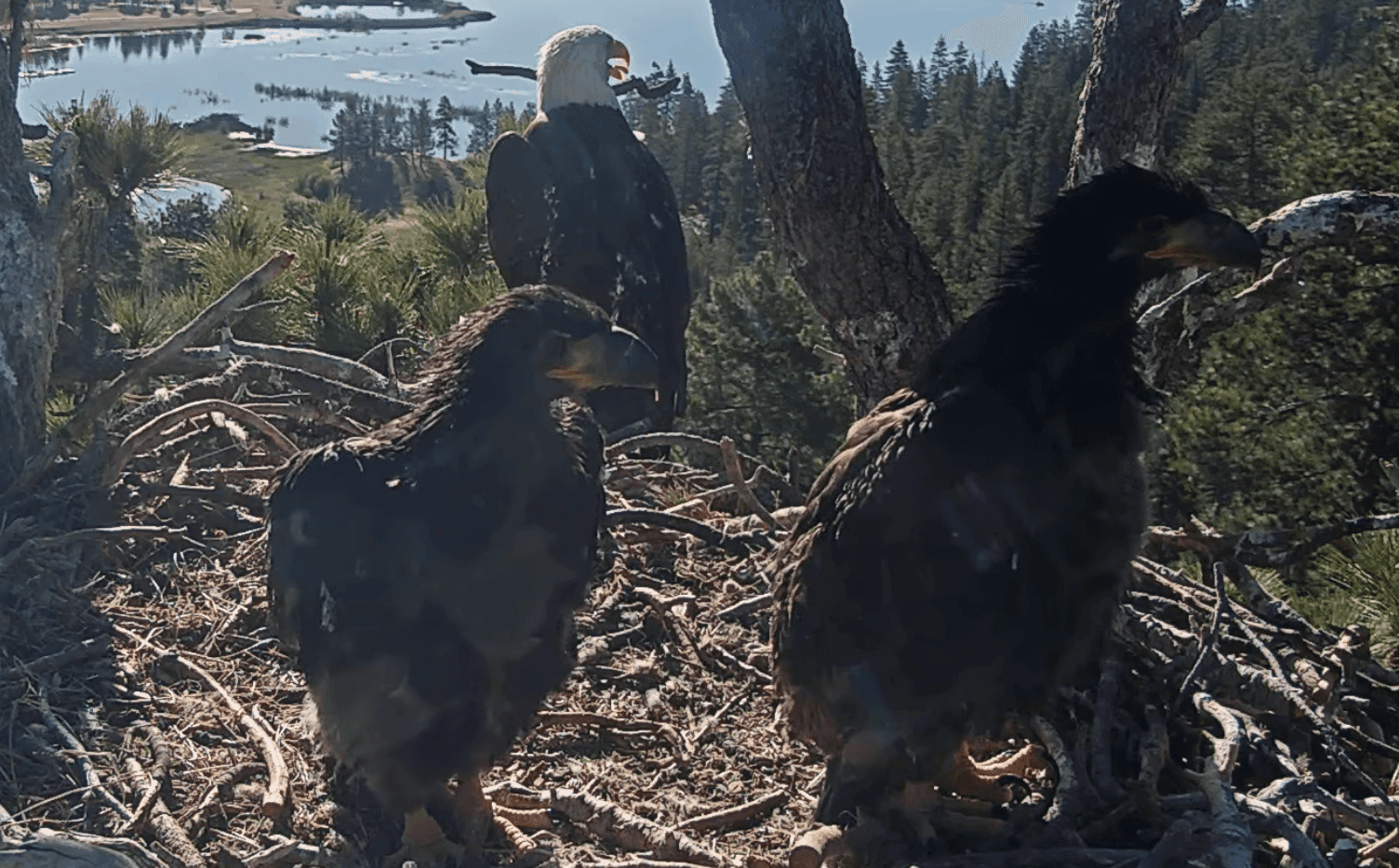 Eagle Chicks Master Flight Skills in Cozy Nest