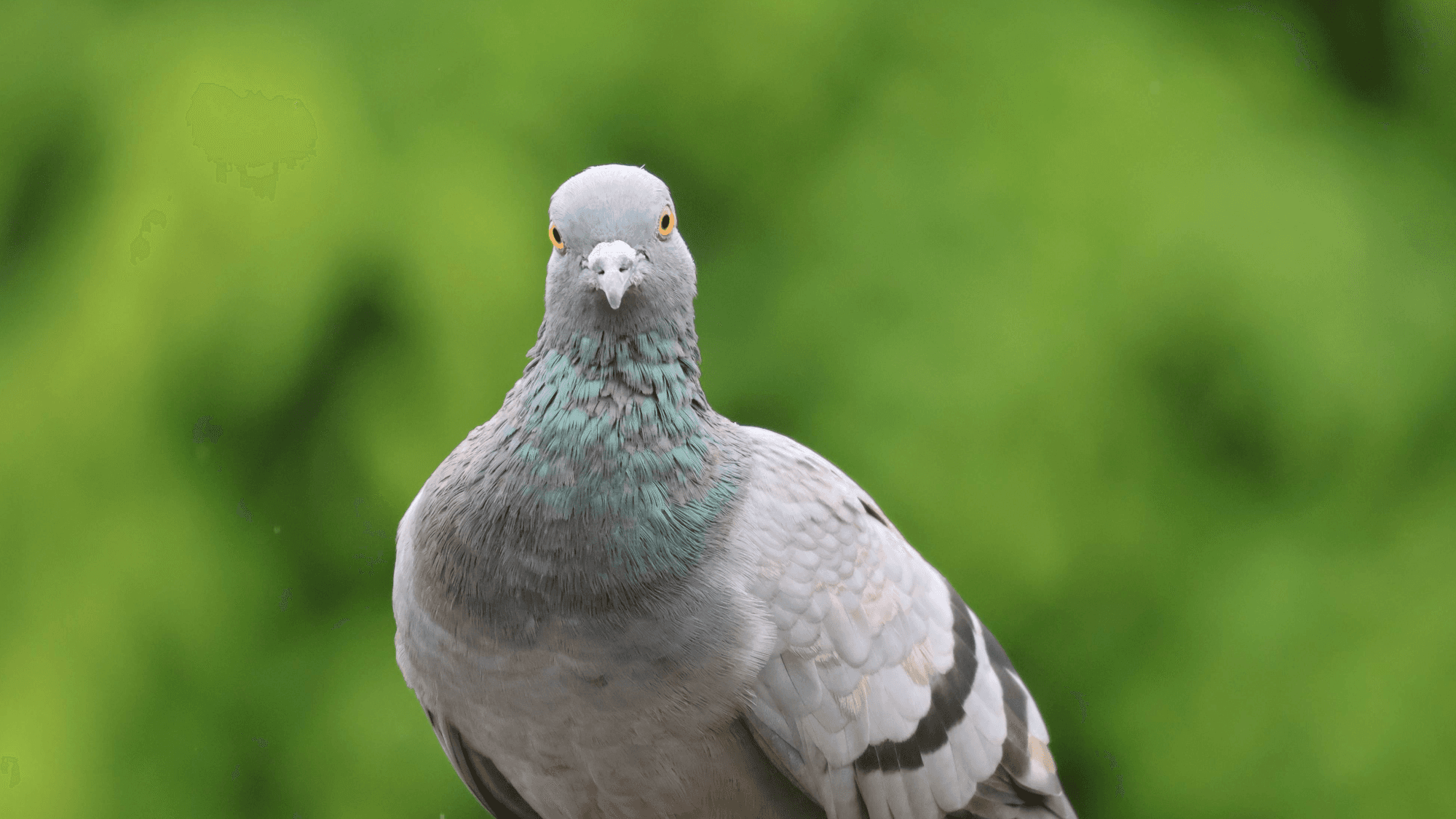 Pigeons' Secret Superpower: Livers That Navigate by Magnetism