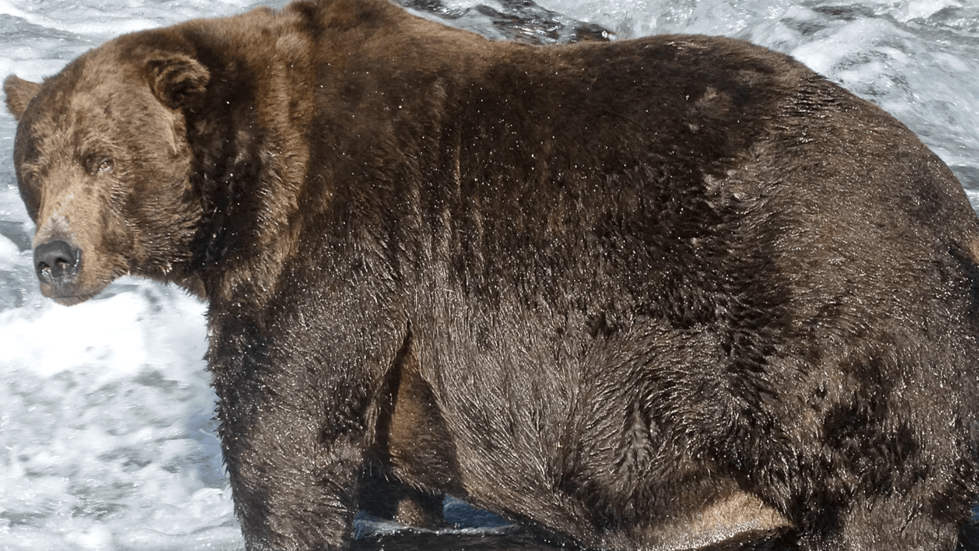 Alaska's famous bears go pro in new children's book