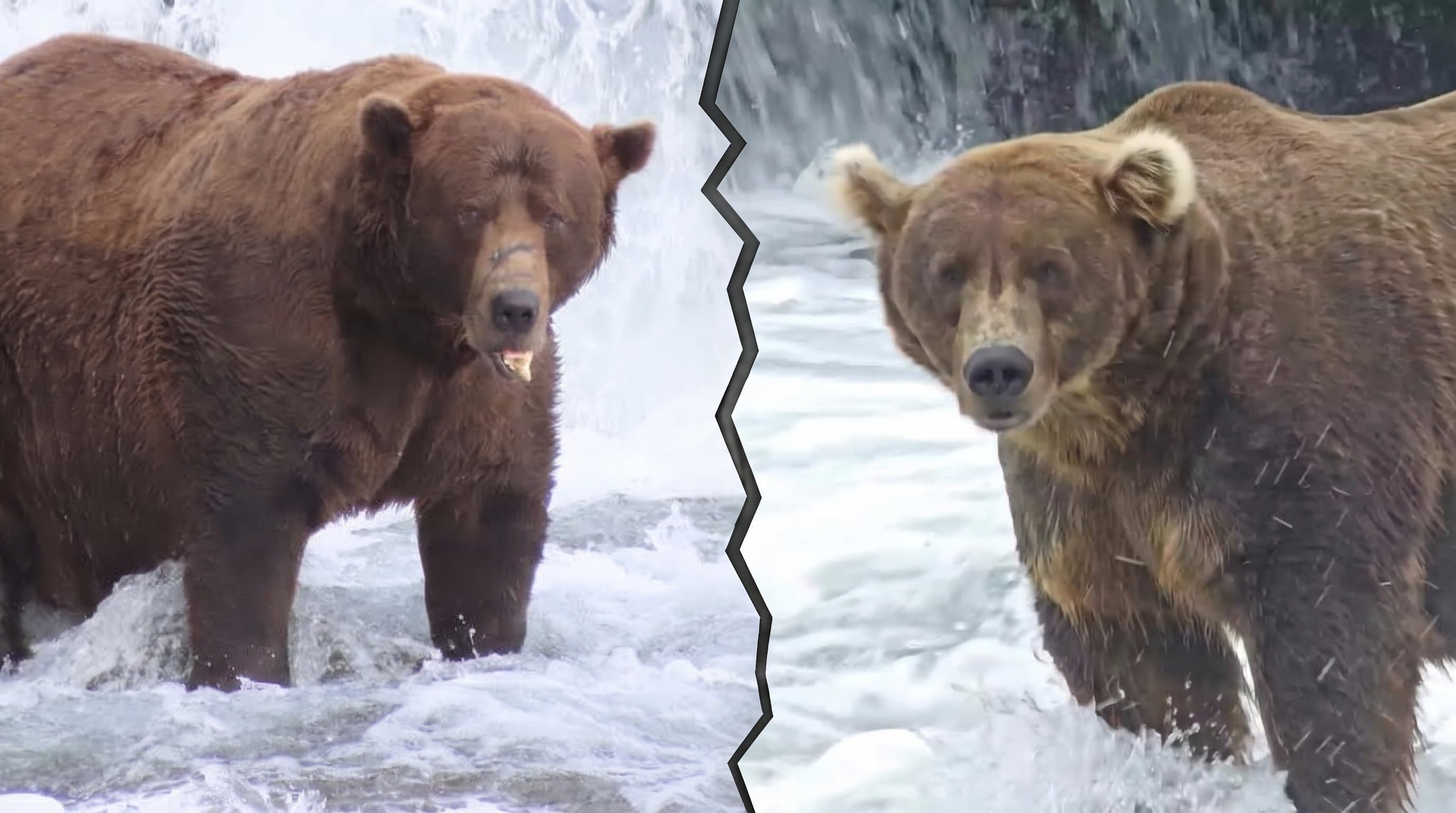 Fat Bear Week Returns: Vote for Your Favorite Contender