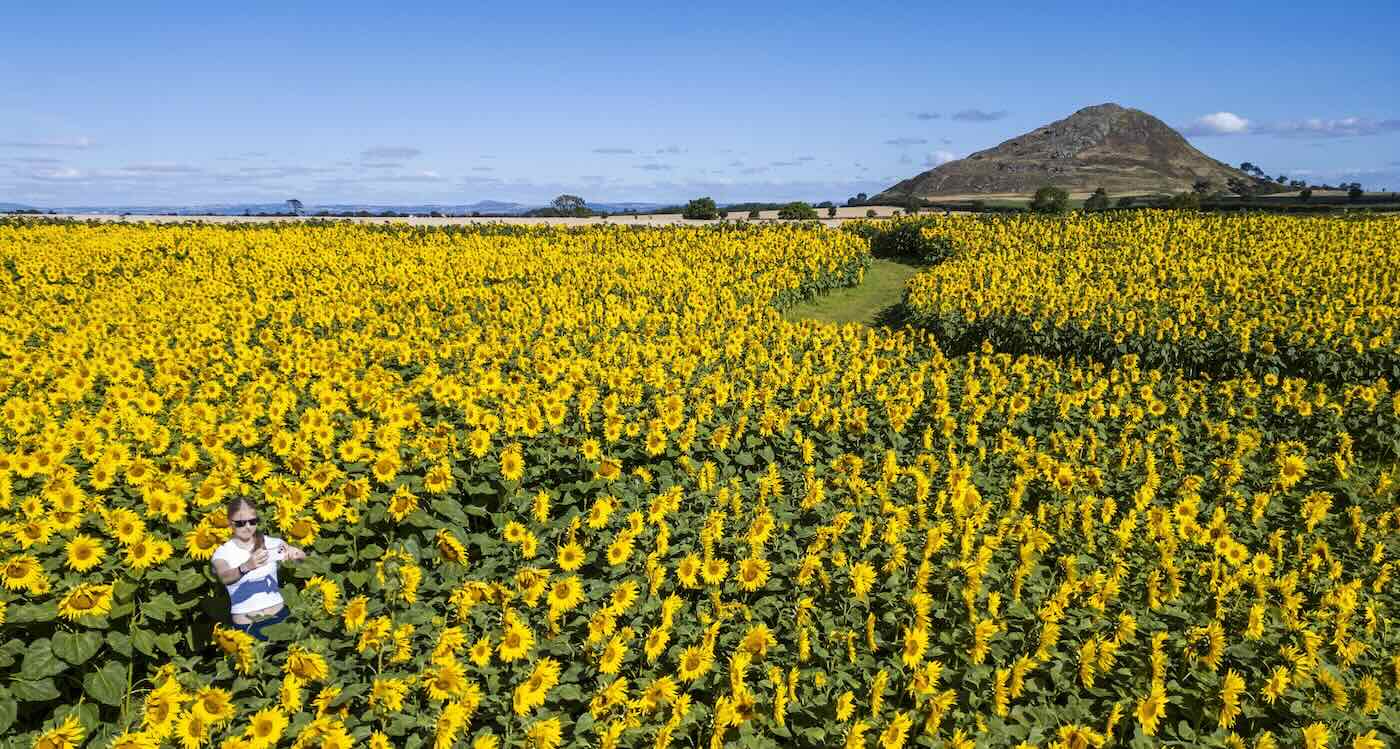 Scotland's Golden Million-Flower Fields Bloom Again This August