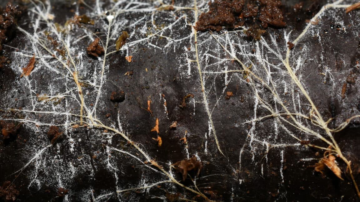 Underground Fungal Networks Span Cosmic Distances
