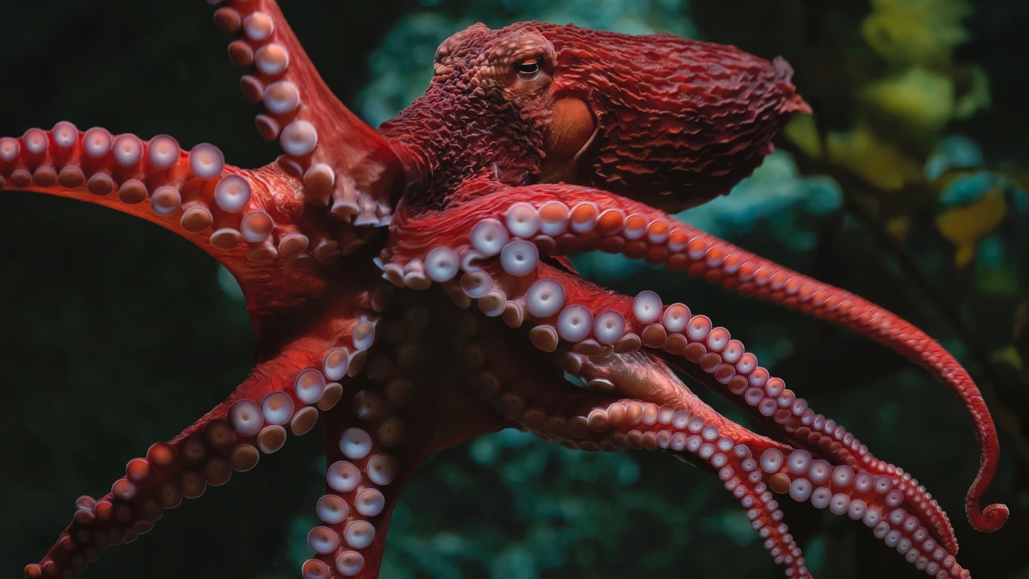 Weighing an octopus? Grab a laundry basket
