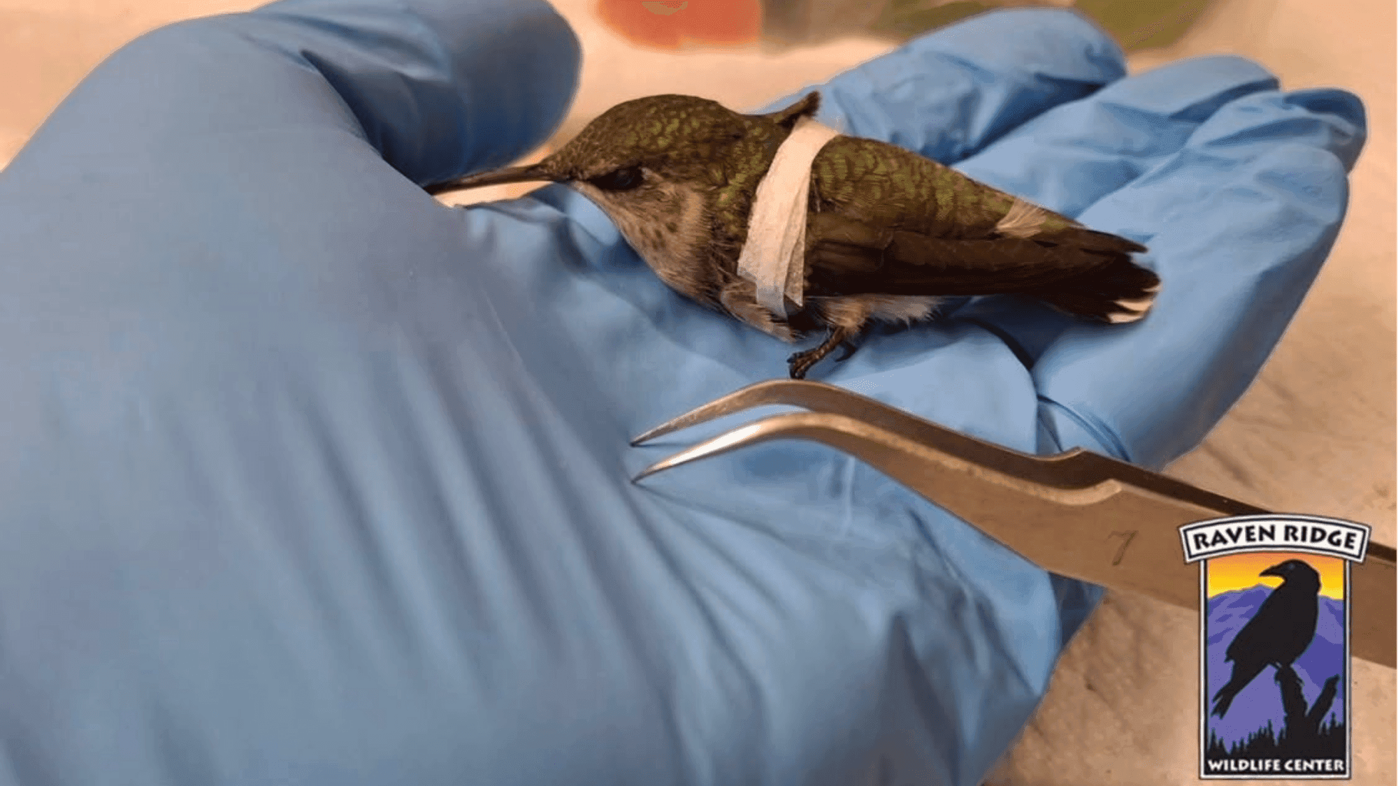 Tiny Wings, Big Heart: Vets Save Hummingbird with Tweezers