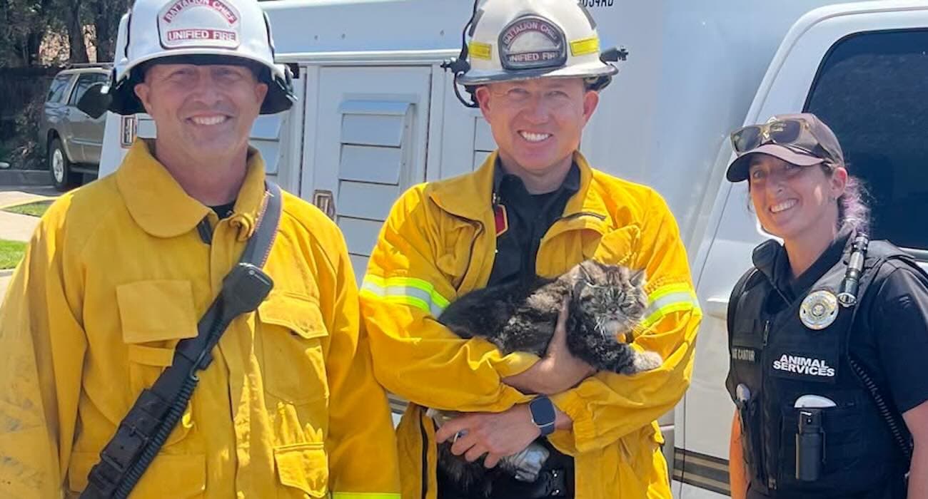Toast the Cat Survives Raging Fire With Clever Hide