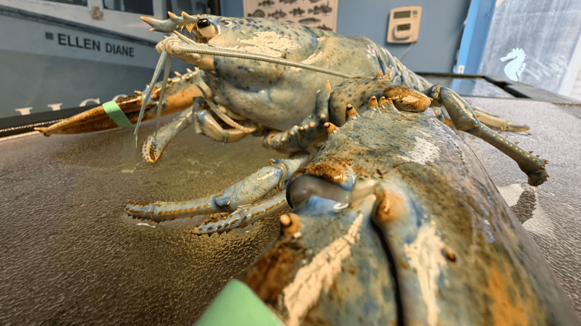Rare blue lobster gets a second chance at home