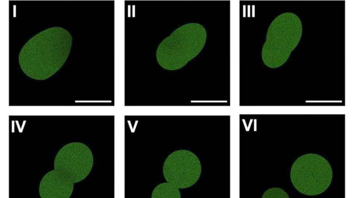 Artificial Cell Divides: Life's Building Blocks Get Smarter
