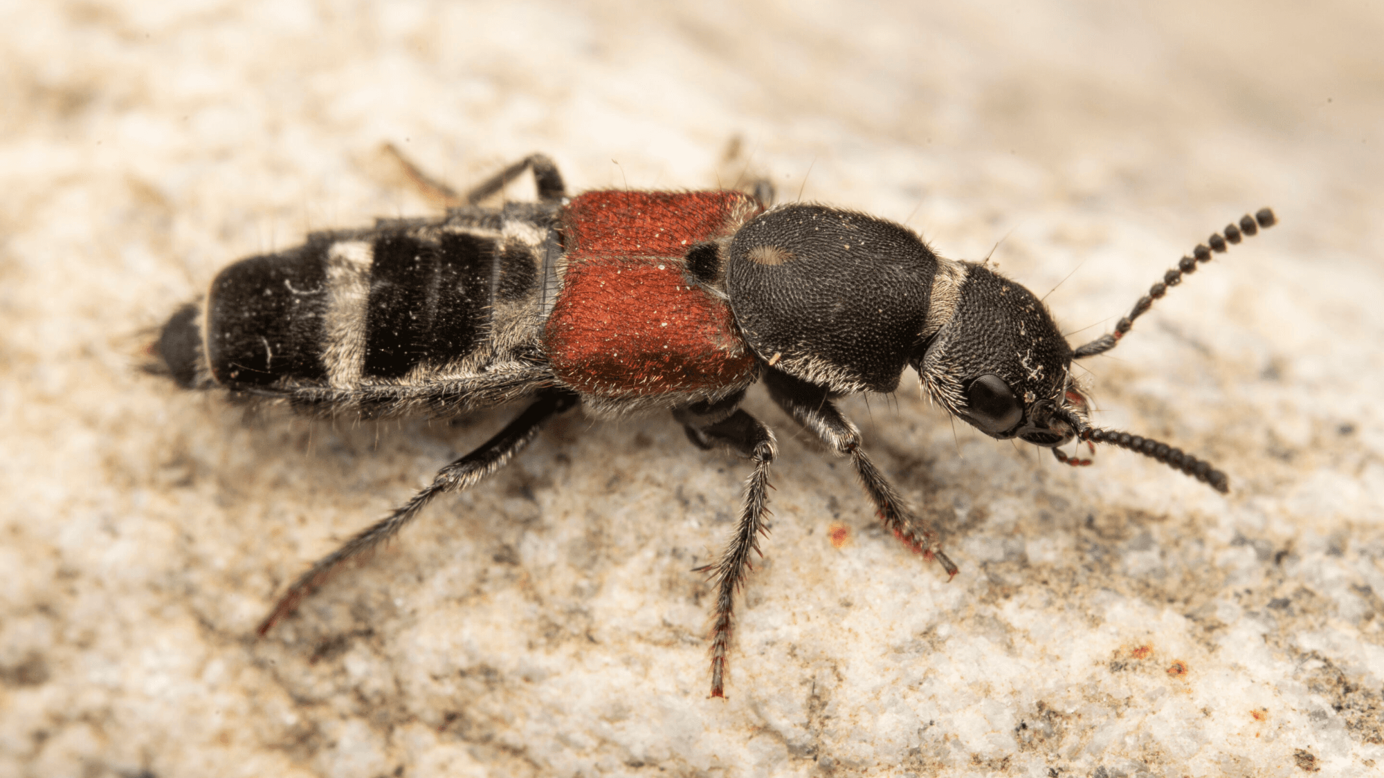 Sixty-One Stunning New Beetles Hide in Plain Sight