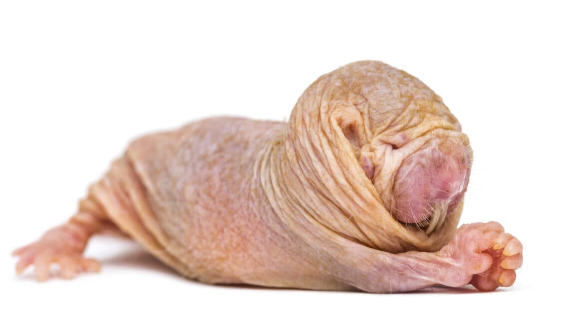 Naked Mole-Rats' Secret Weapon: Chemistry Beats Hierarchy