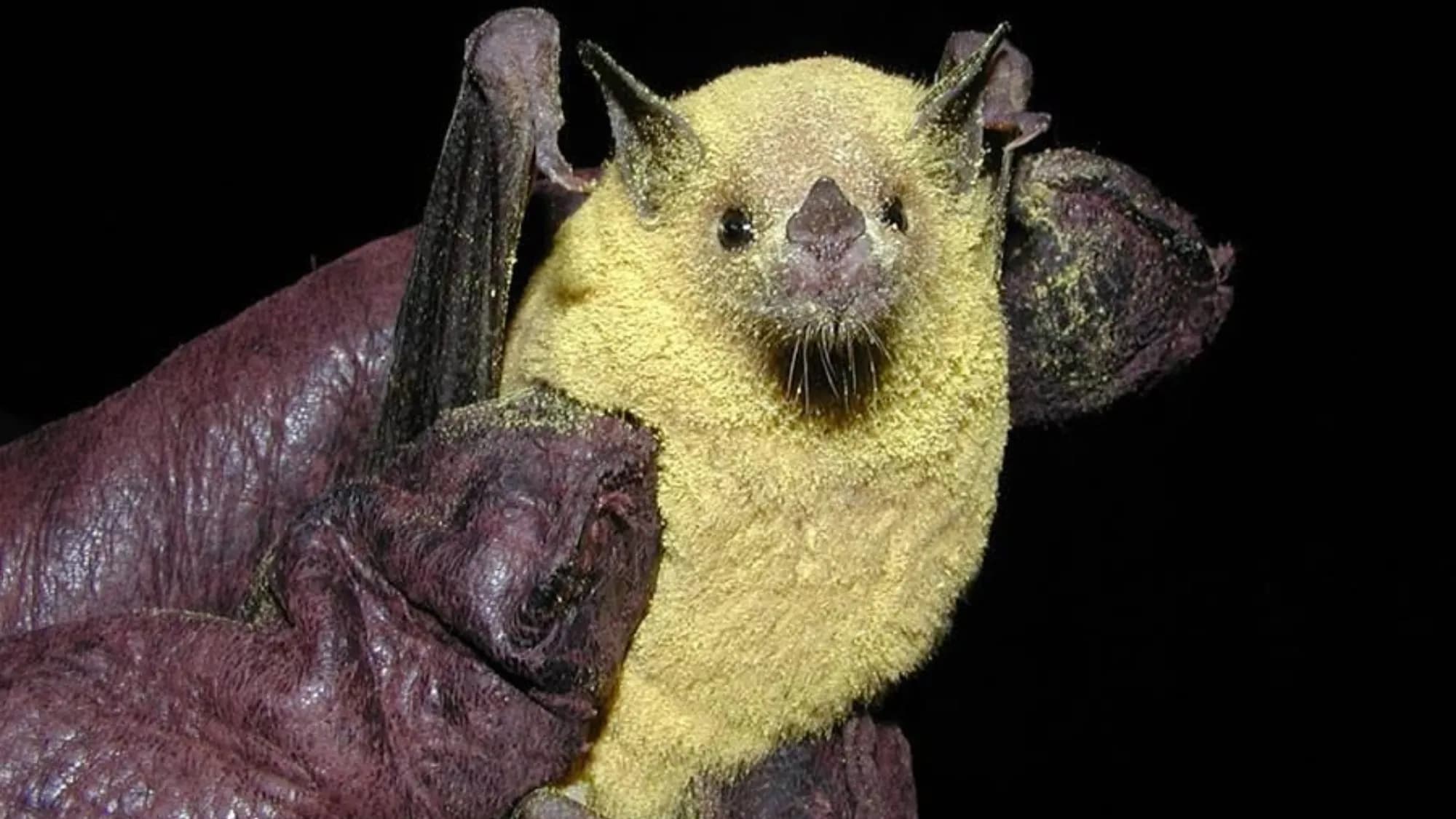 How Pollen-Covered Bats Make Tequila Possible