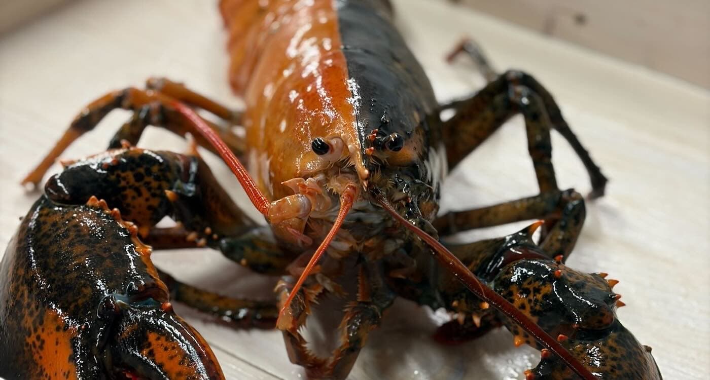 One-in-50-Million Lobster Finds Home at Aquarium