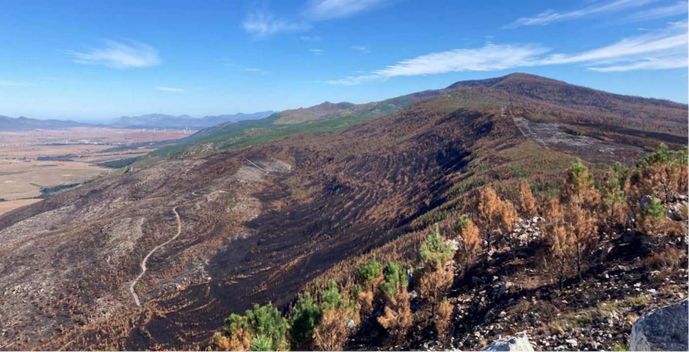 South Africa reclaims 13,000 acres of native habitat from invasive species