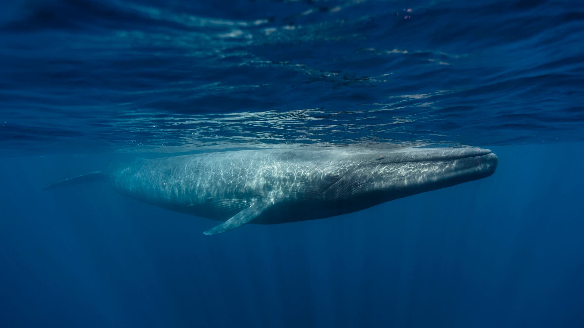 How Blue Whales Conquered the Size Crown