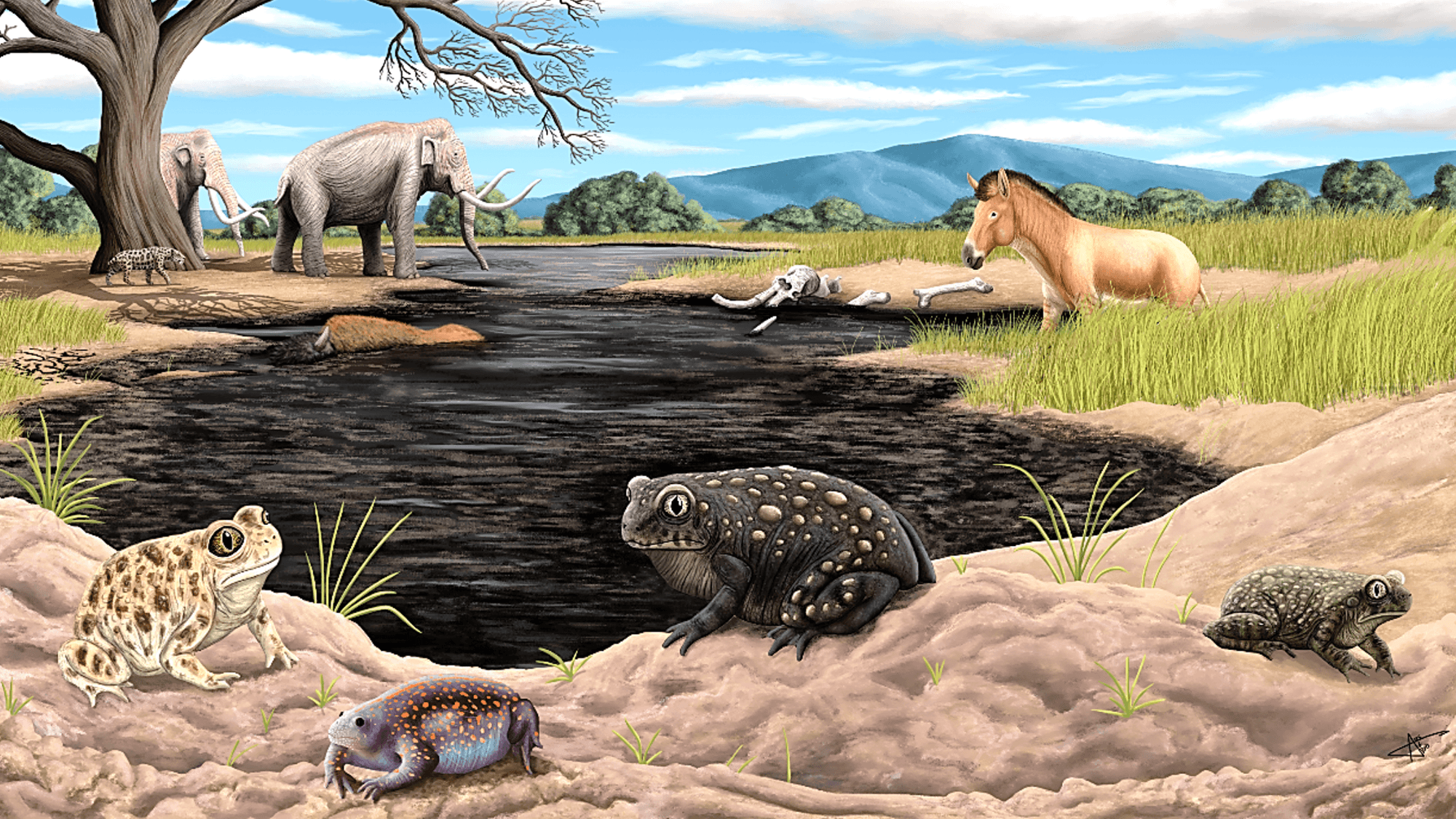 Dusty Museum Fossil Reveals Ancient Ice Age Frog Species