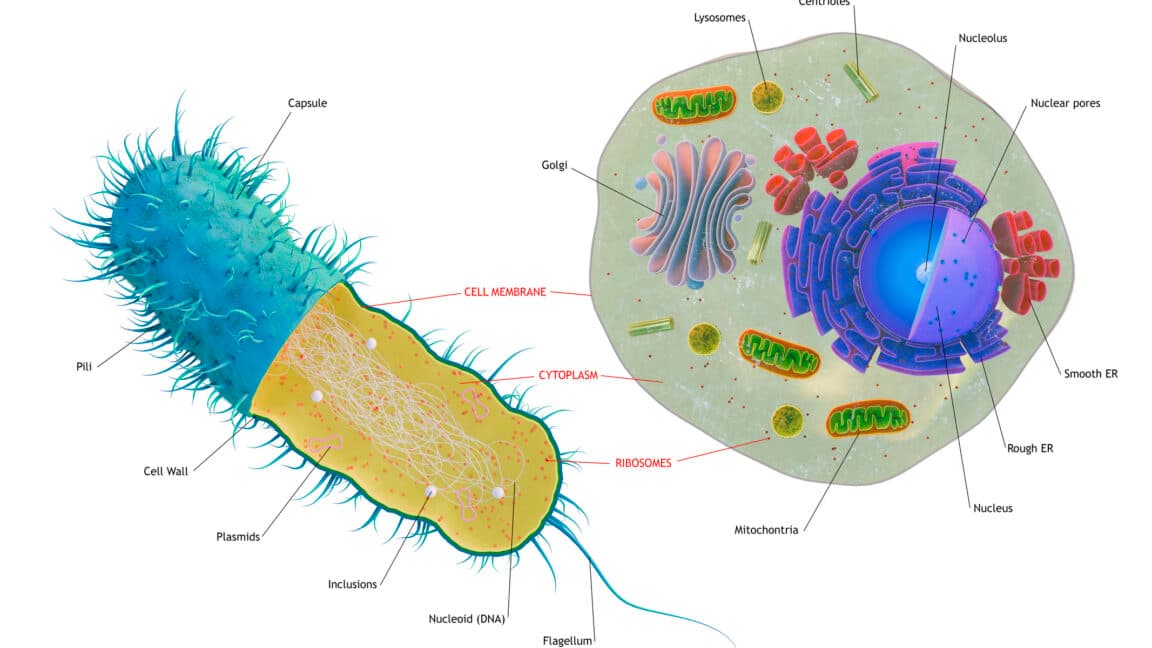 First Complex Cells Were Genetic Mashups Across Species