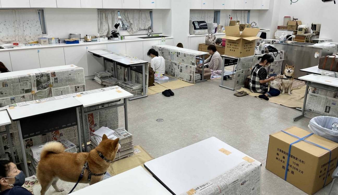 Japan Unites to Bring Lost Pets Home After Earthquake