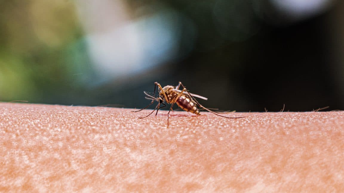 New Mosquito Tracking Technology Offers Disease Prevention Breakthrough