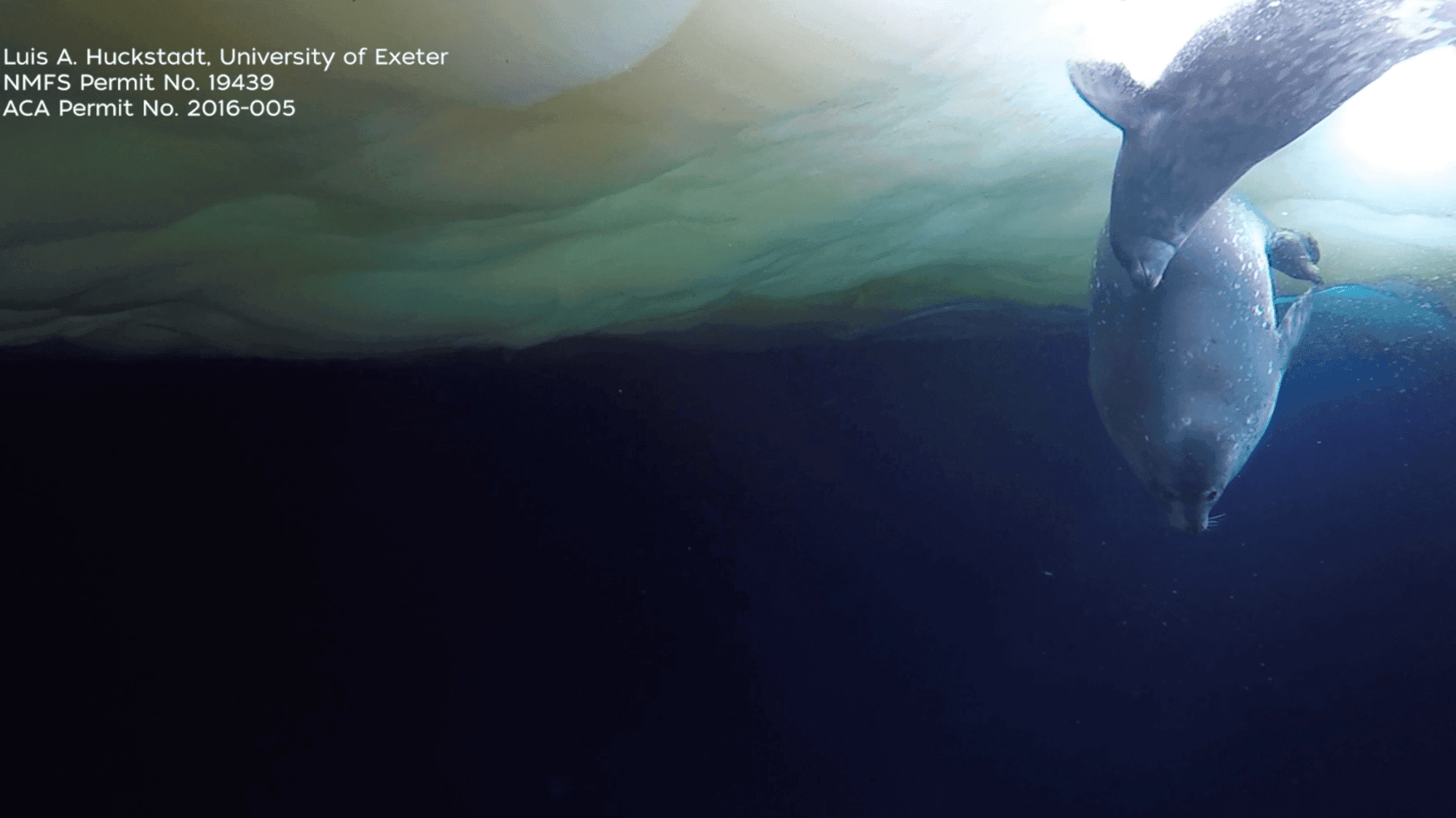 A seal pup takes the plunge with mom