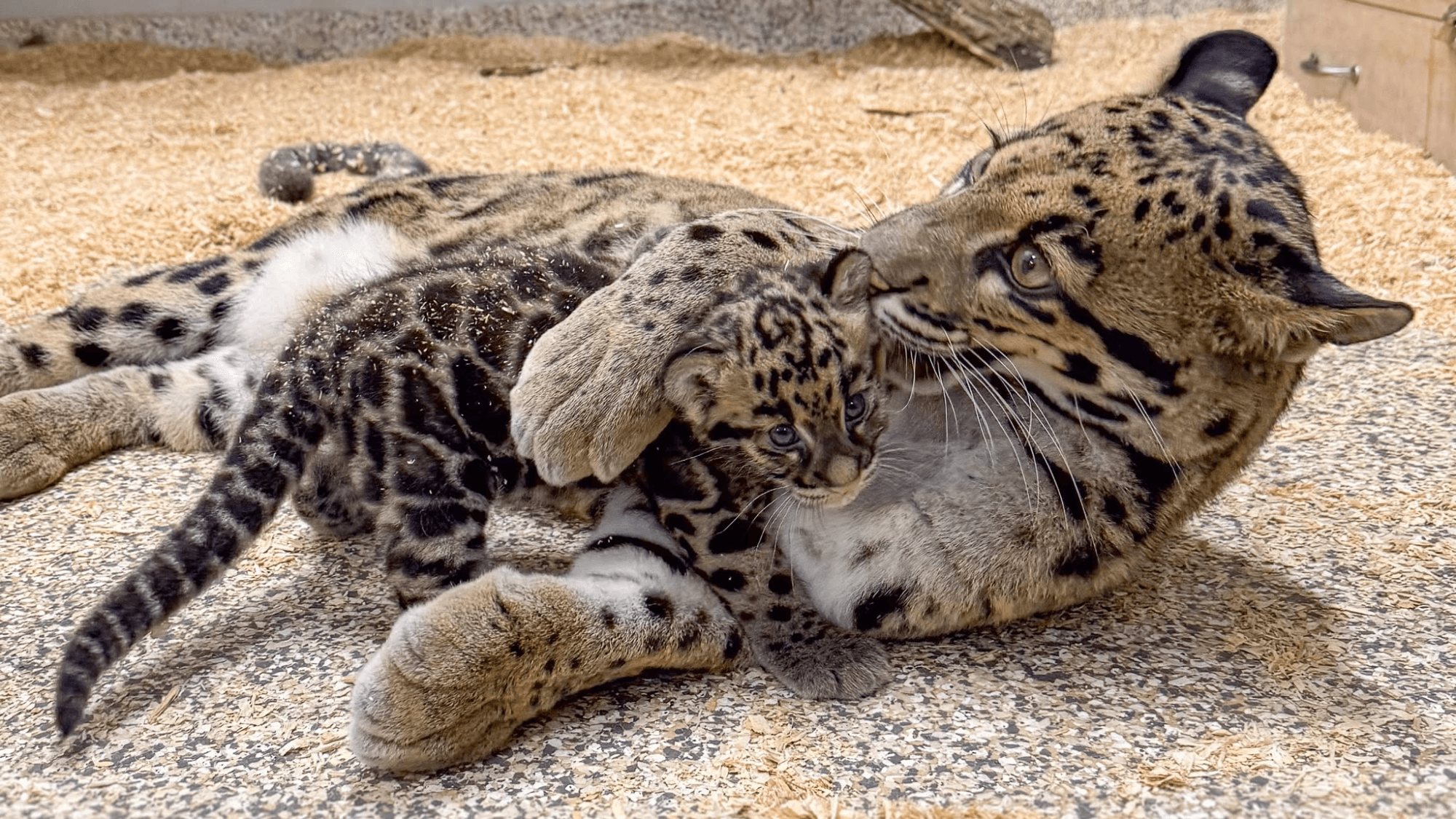 Adorable Clouded Leopard Cub Arrives at Nashville Zoo