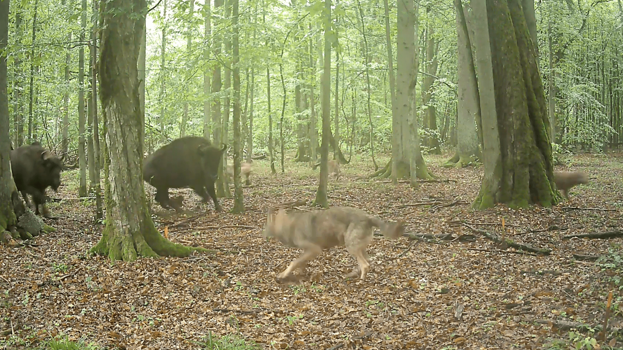 Brave Bison Protects Calf During Rare Wolf Encounter