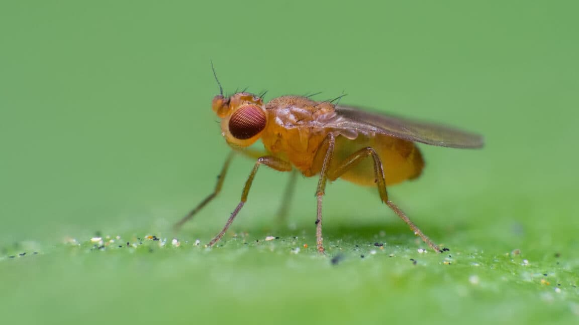 Fruit Flies Decode Invisible Smell Highways in Real Time