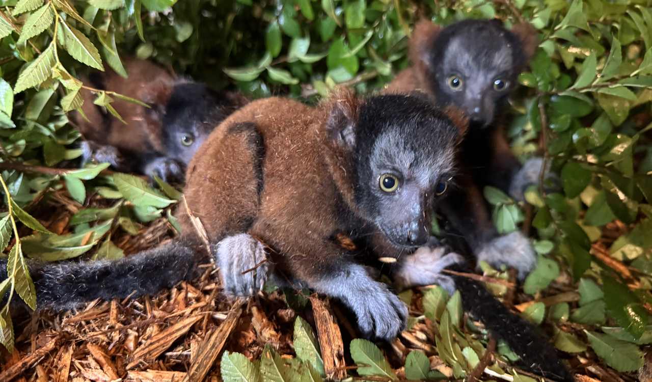 Three New Lemurs Mean Hope for Critically Endangered Species
