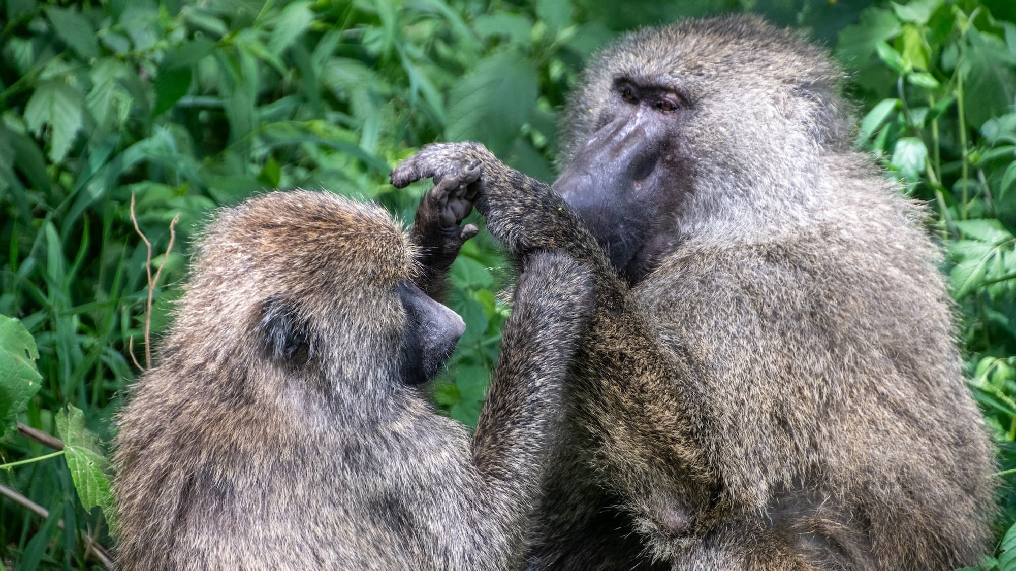 Monkeys Master Geometry as Well as Human Toddlers