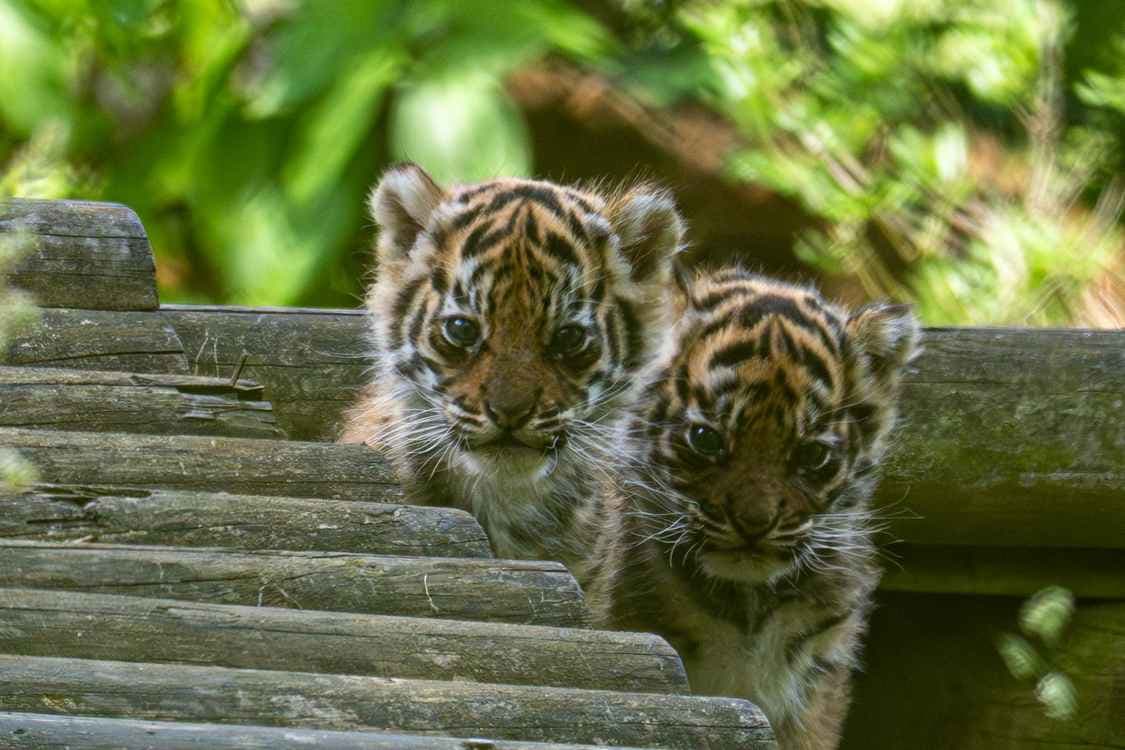 Sumatran Tiger Cubs Bring Hope to Endangered Species