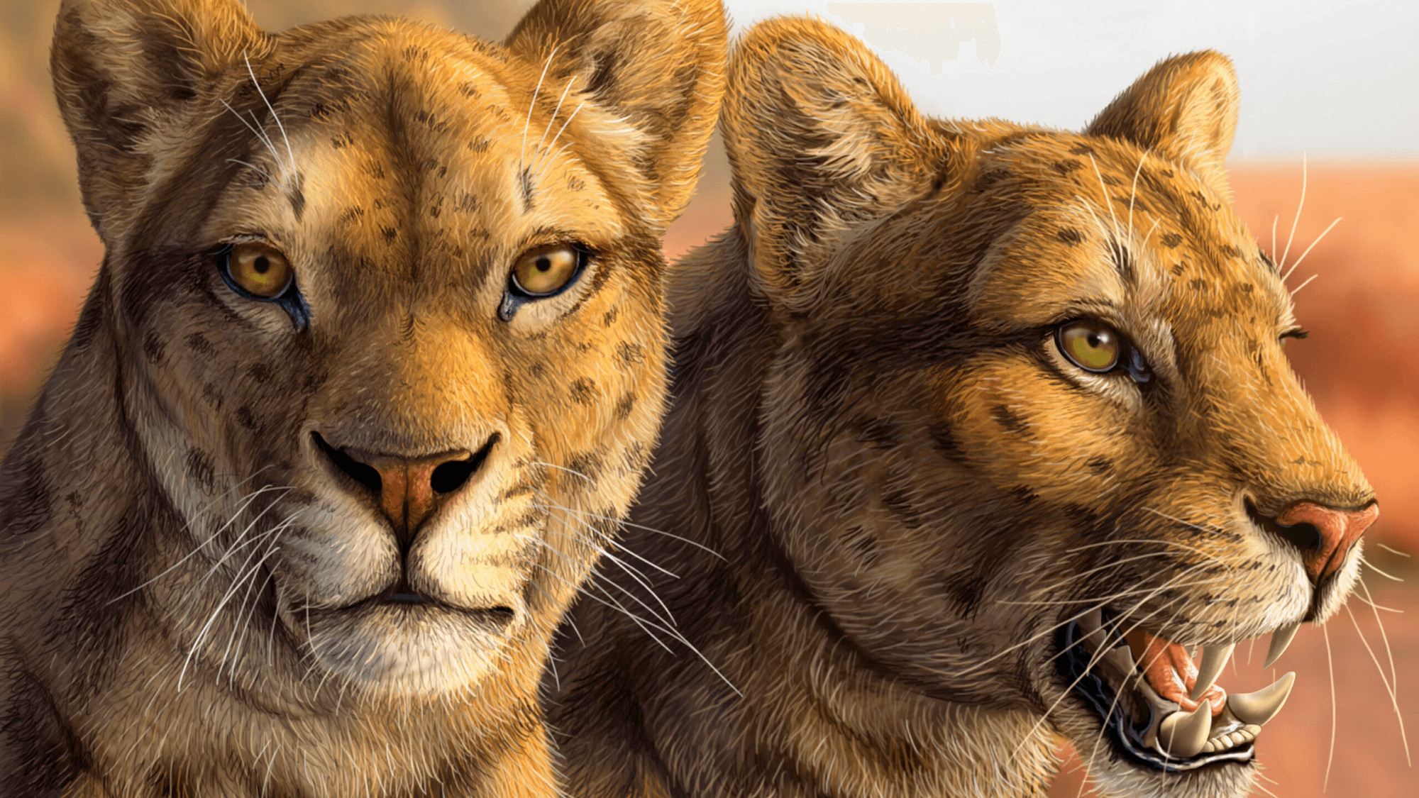 Museum Drawer Yields Ancient Saber-Tooth Secrets After 50 Years