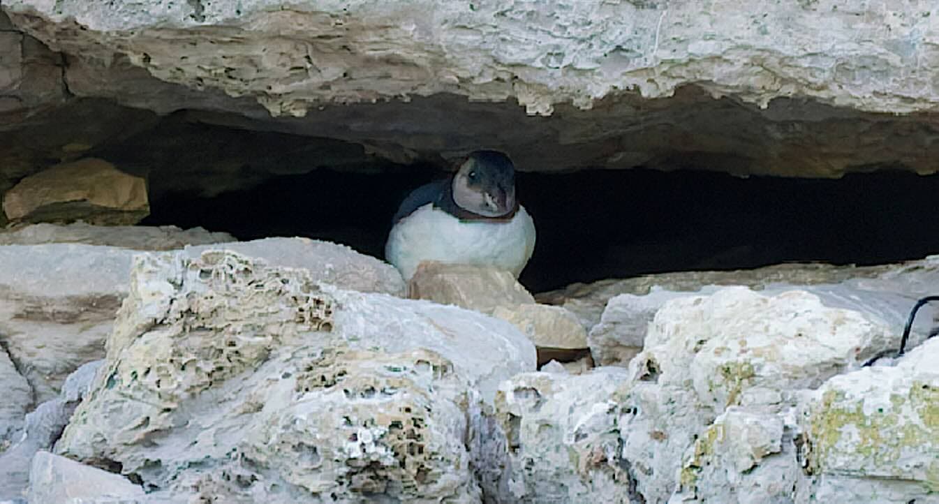 England's puffin colony stages joyful comeback