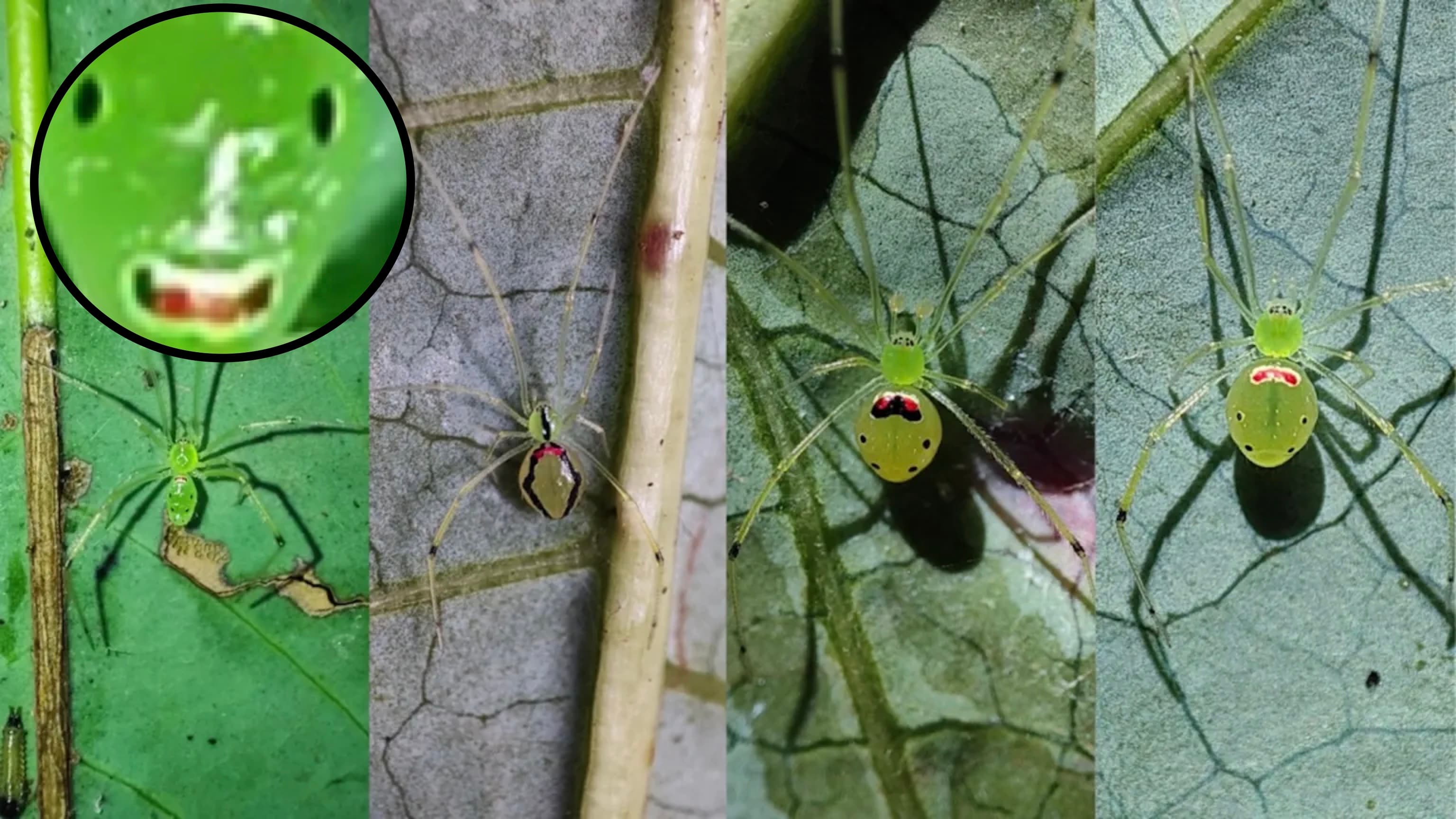 Meet the Spider With Nature's Cheerful Secret