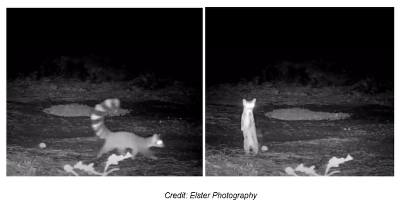 Rare 'Miner's Cat' Spotted on Oregon Conservation Land