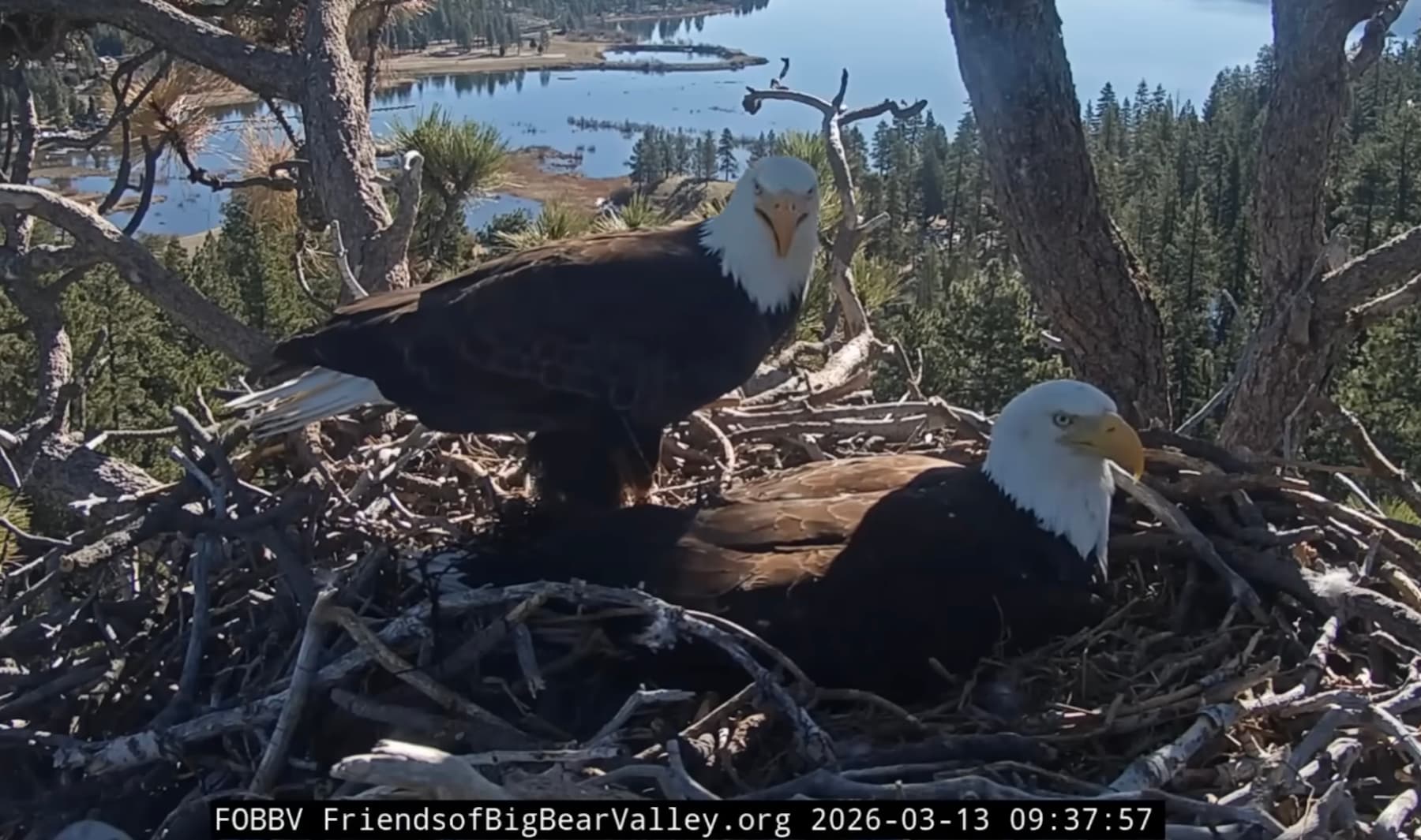 Meet Jackie and Shadow: Bald Eagle Parents Soaring On