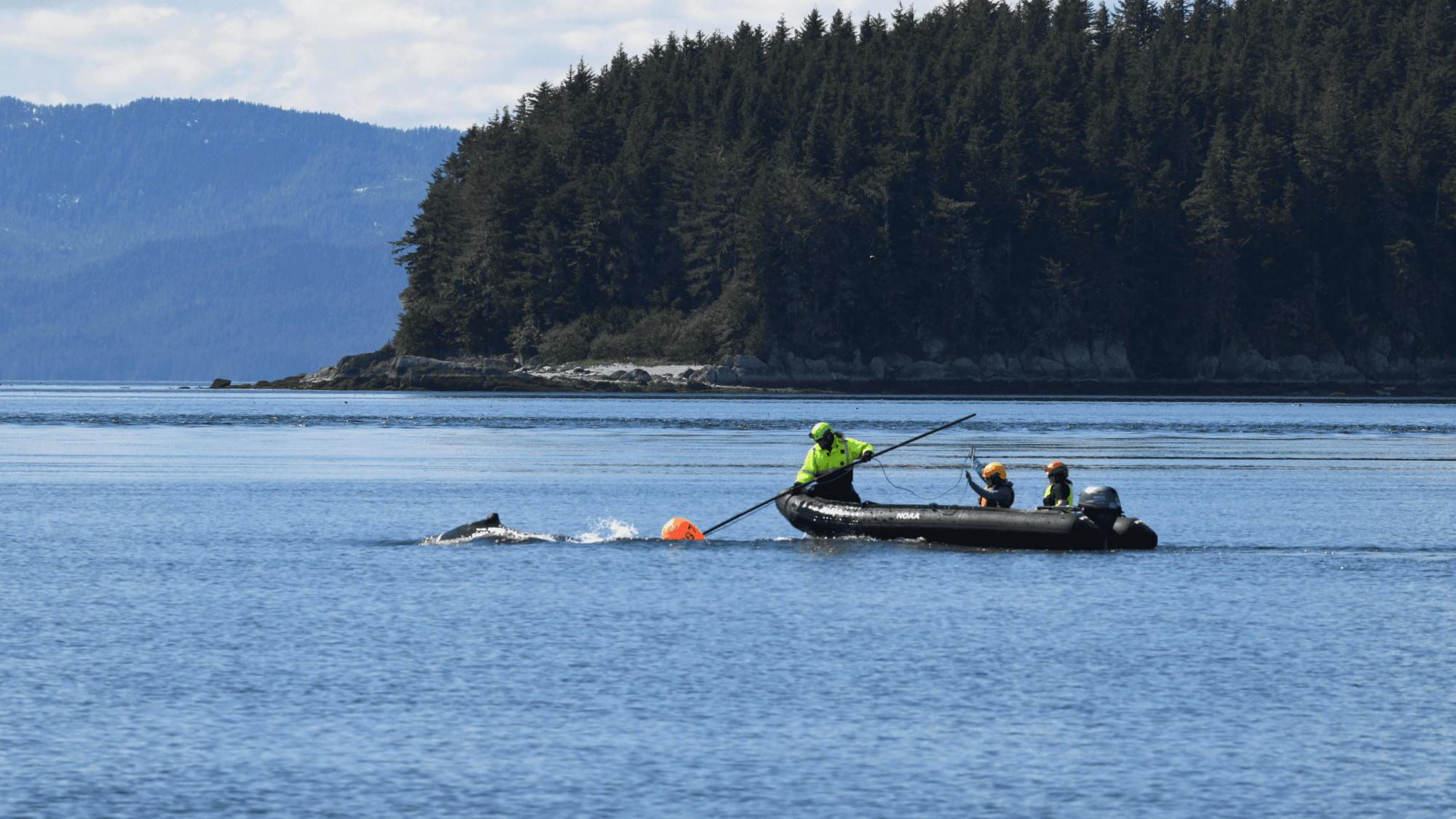 Tangled Humpback Whale Gets a Second Chance in Alaska