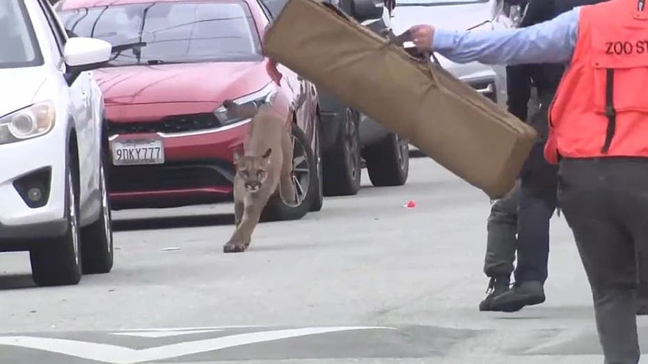 Mountain Lion Gets Safe Ride Out of San Francisco