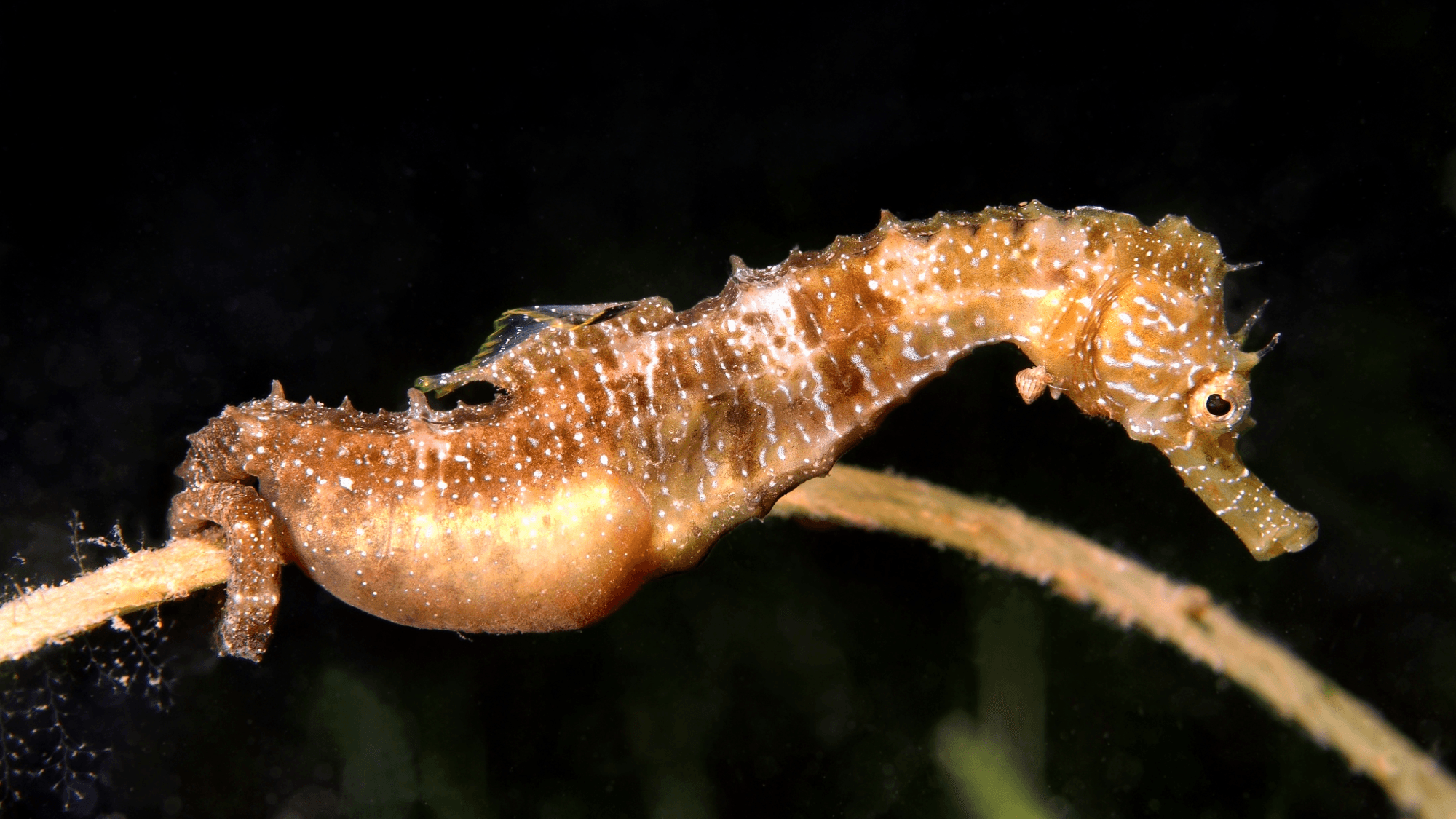 Florida Students Witness Nature's Miracle: Male Seahorse Birth